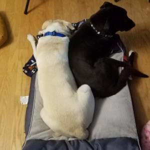 cropped-20161211_091921