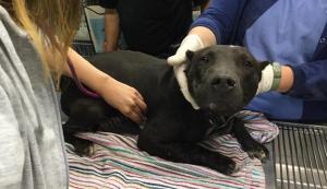 dog-fighting-rescue-041217