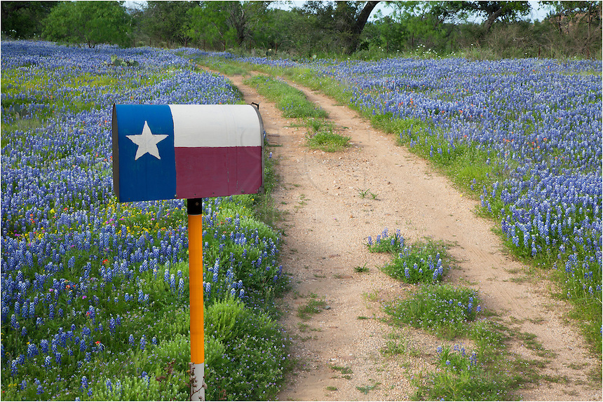 Bluebonnets along a Dirt Road and a Texas Flag Mailbox
