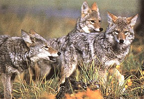 coyotes