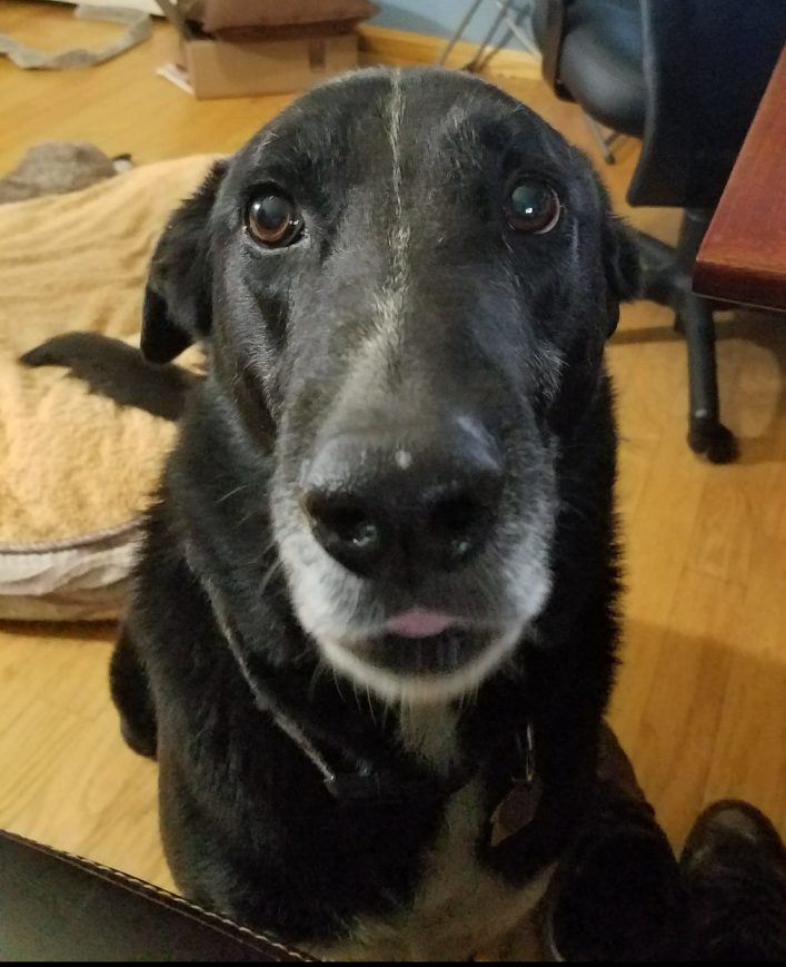 Comet, dog, compulsive, behavior