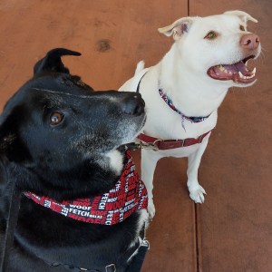 cropped-20180623_143956