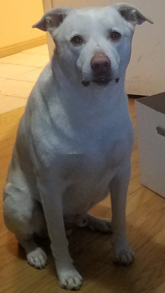 Dexter sits staring at the camera