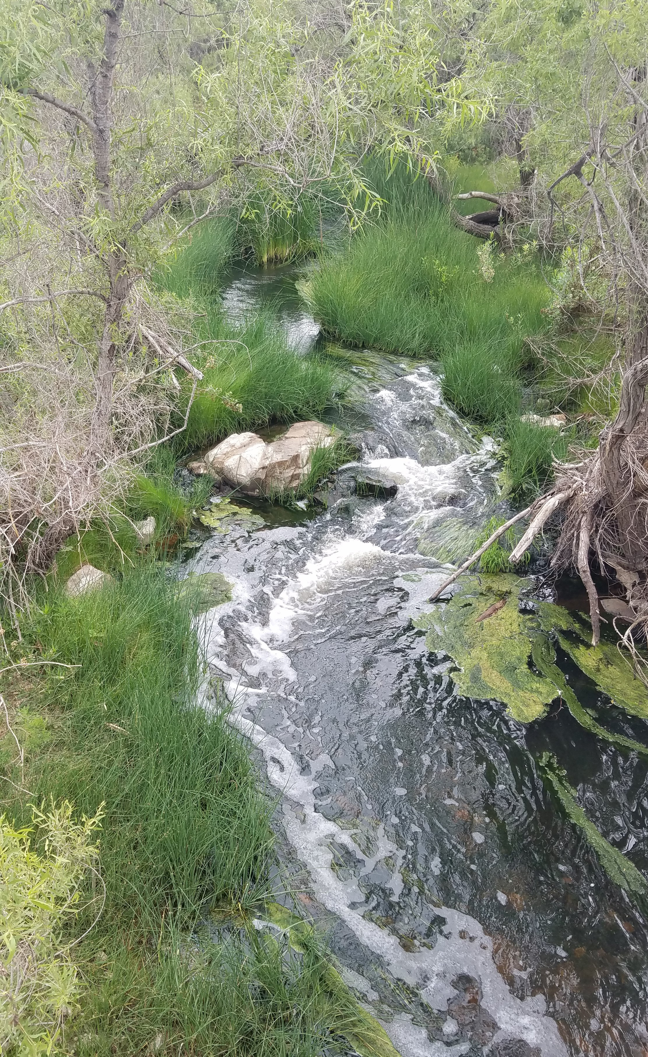 San Diego river view south of the dam