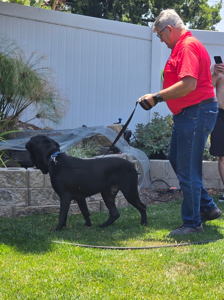 The author holdiing a leashed Kane, an adult Cane Corso mastiff, exploring his new yard for the first time.  Seeing a fish pond. 
