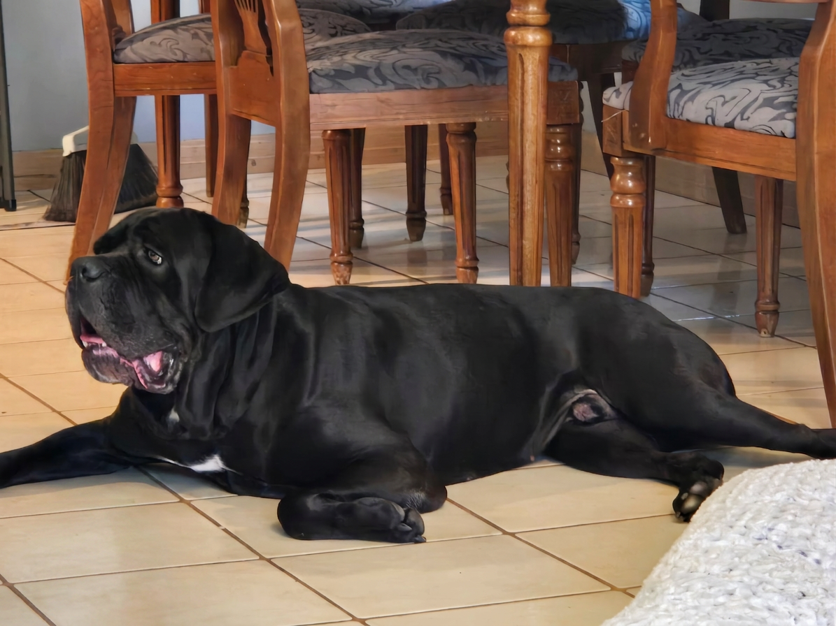 Kane, a Cane Corso mastiff laying on a tile floor watching activity in the kitchen